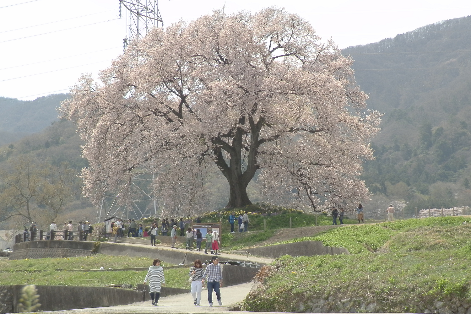 わにつか桜