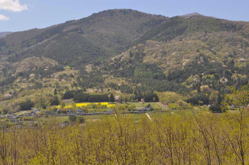 １７年４月２２日菜の花の黄色が見える。