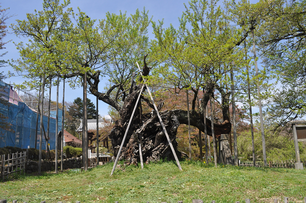 １７年４月２４日花が散ったあとの神代桜