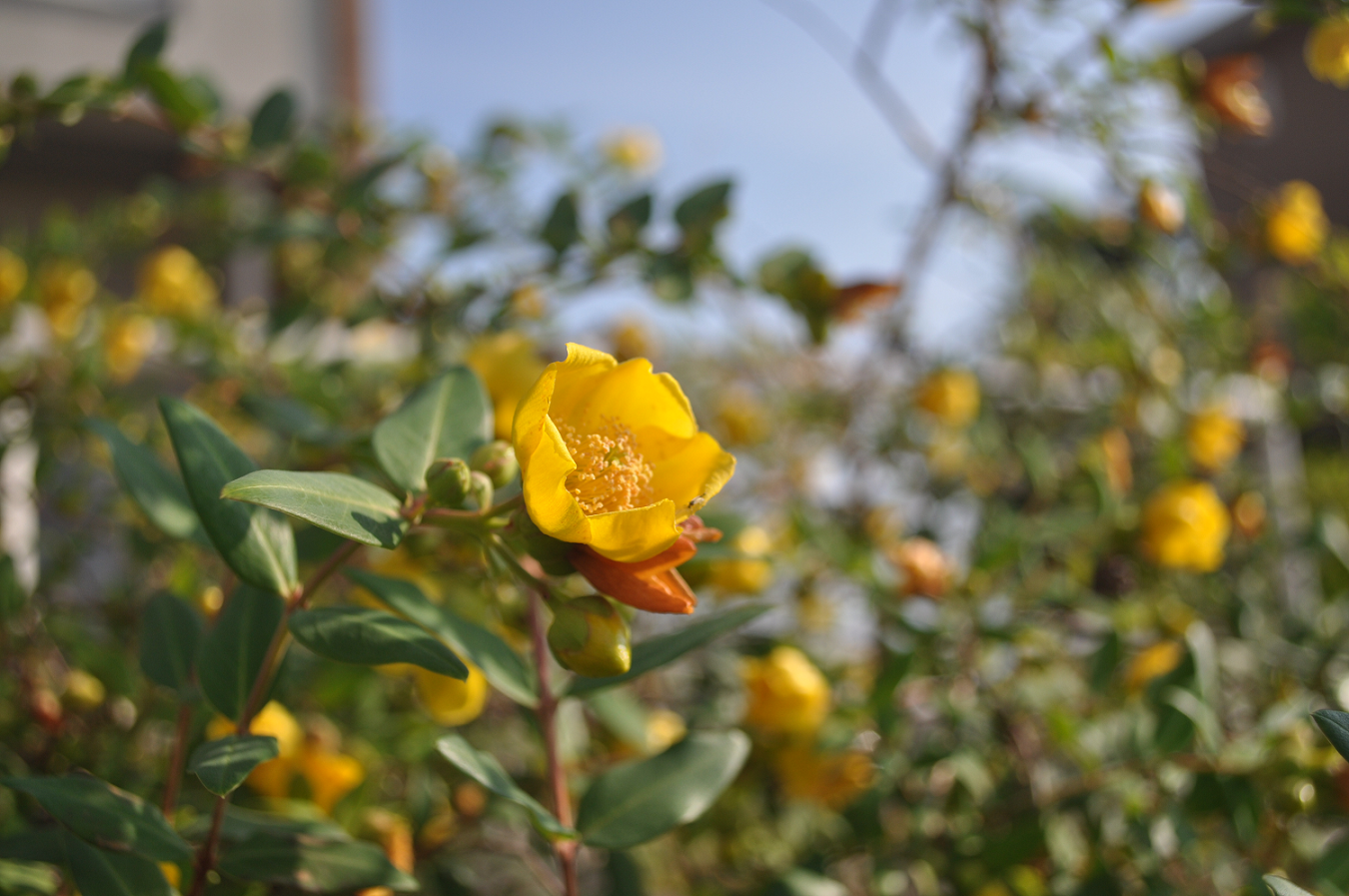 おとぎりそう、生薬でお世話になりました。