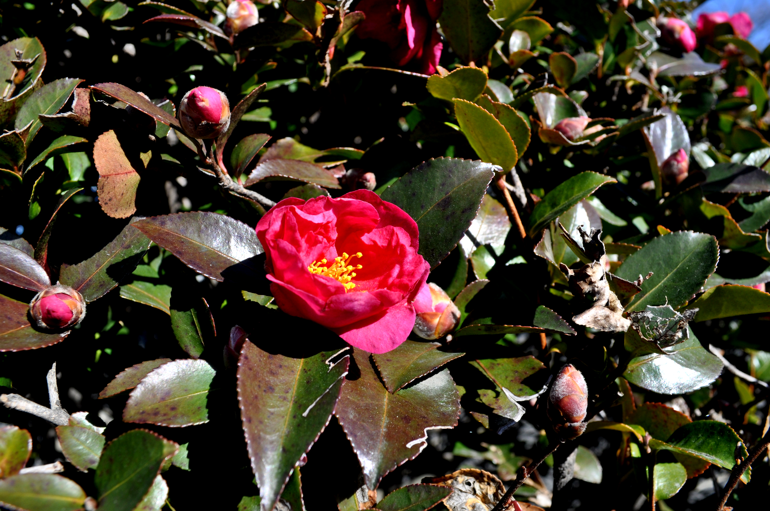 寒空にひっそりと咲いていた寒椿
