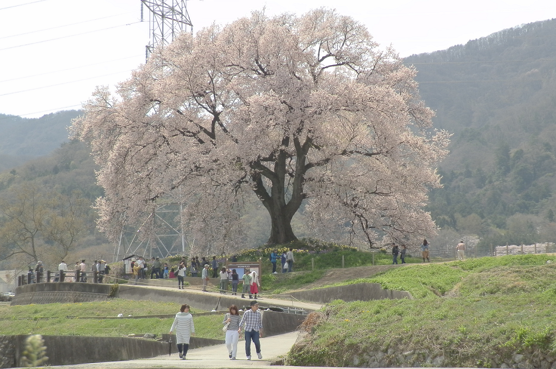 １７年４月１７日韮崎わに塚の桜開花