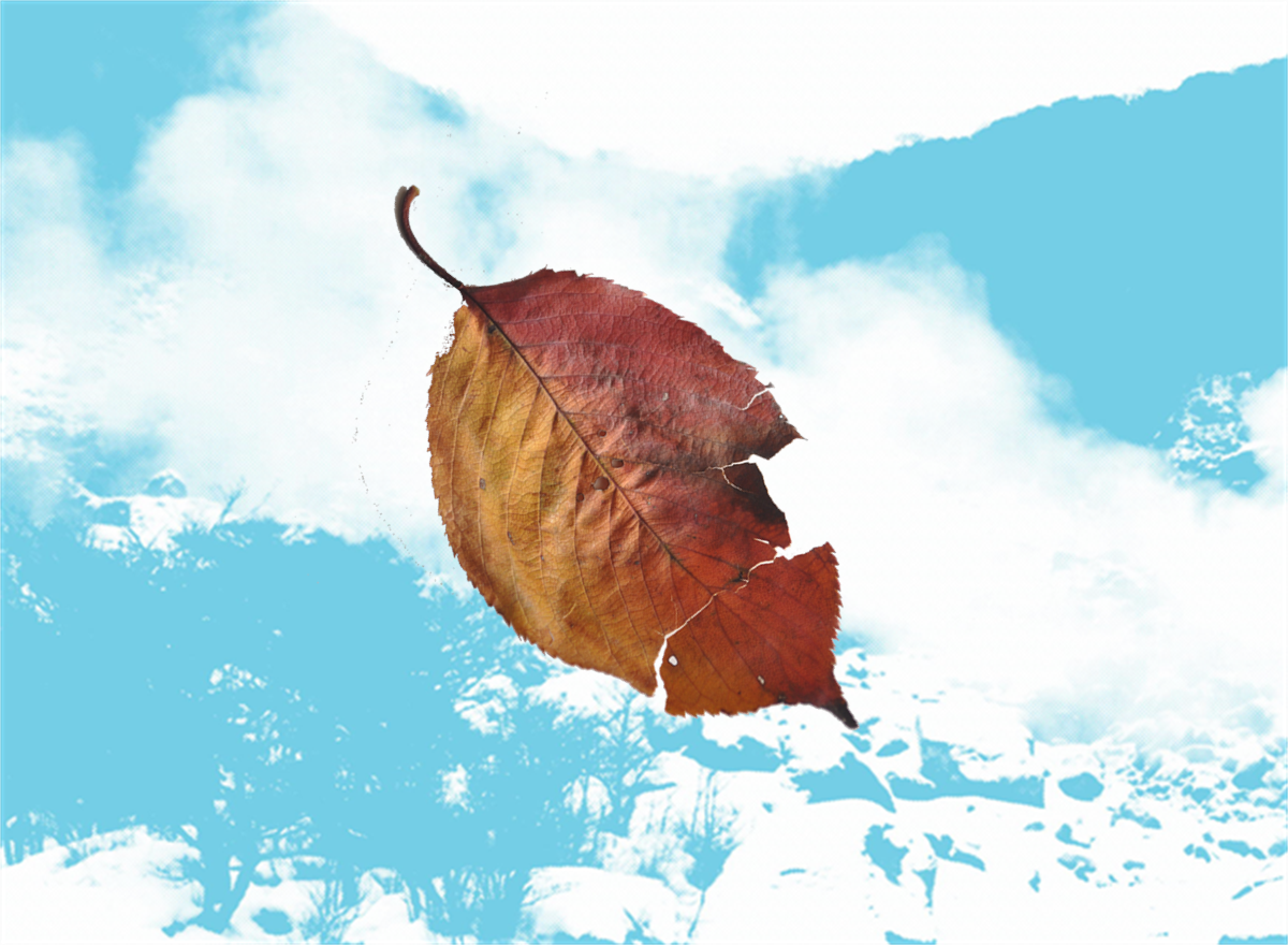 桜の枯葉が空を舞う