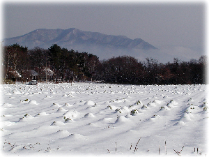 大根畑に雪が積もる