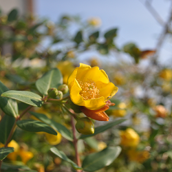 おとぎりそう、生薬でお世話になりました。