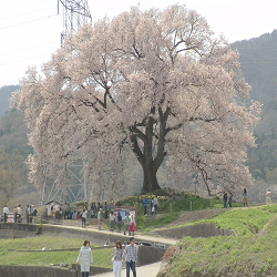 １７年４月１７日韮崎わに塚の桜開花
