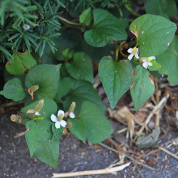 １７年６月２２日ドクダミ