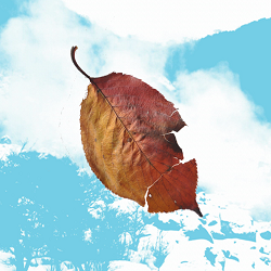 桜の枯葉が空を舞う